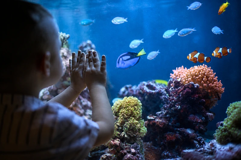 aquarium maintenance company
