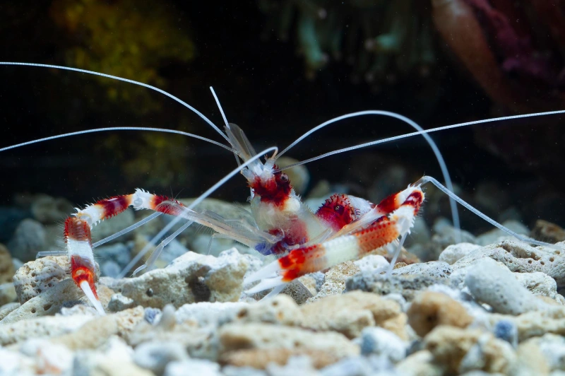 Saltwater fish and aquarium sales